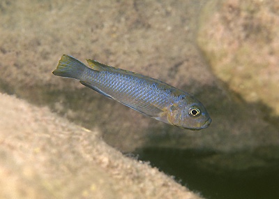 Chindongo cyaneus 'Chinyamwezi Island'